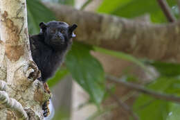 Image of Golden-handed Tamarin