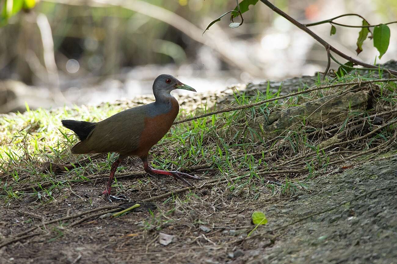 Image of Little Wood Rail