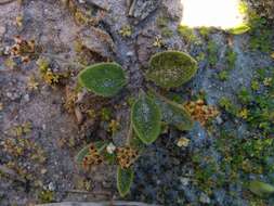 Image of Plantago bellidioides Decne.