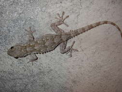 Image of Common Wall Gecko