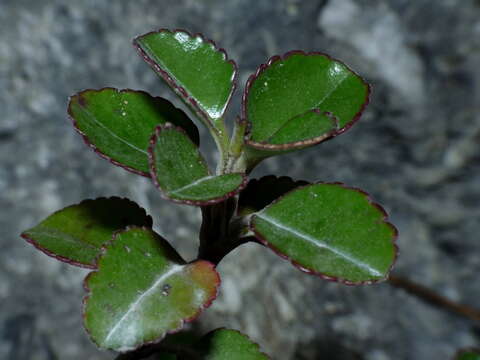 Sivun Veronica hulkeana subsp. hulkeana kuva