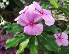 Image of Madagascar periwinkle