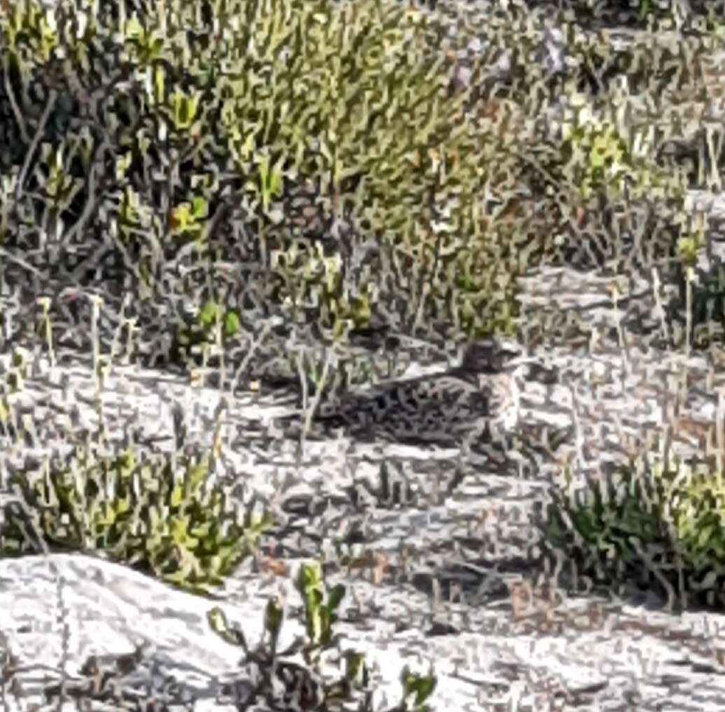 Image of Cape Thick-knee