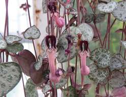 Image de Ceropegia collaricorona Werderm.