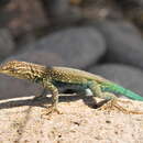 Image of Santa Catalina Island Lizard