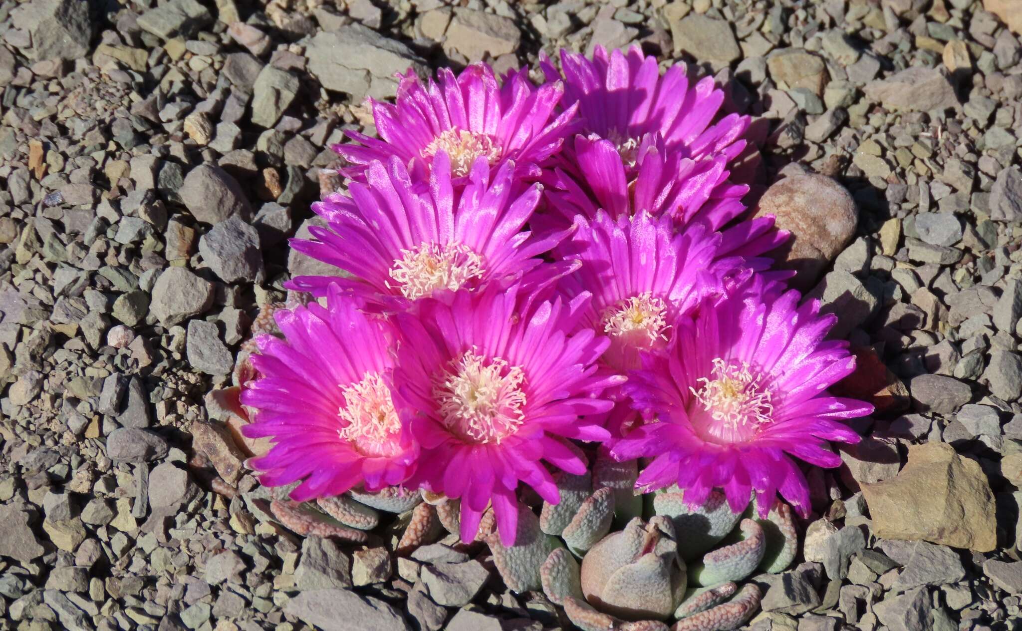 Image of Aloinopsis spathulata (Thunb.) L. Bol.