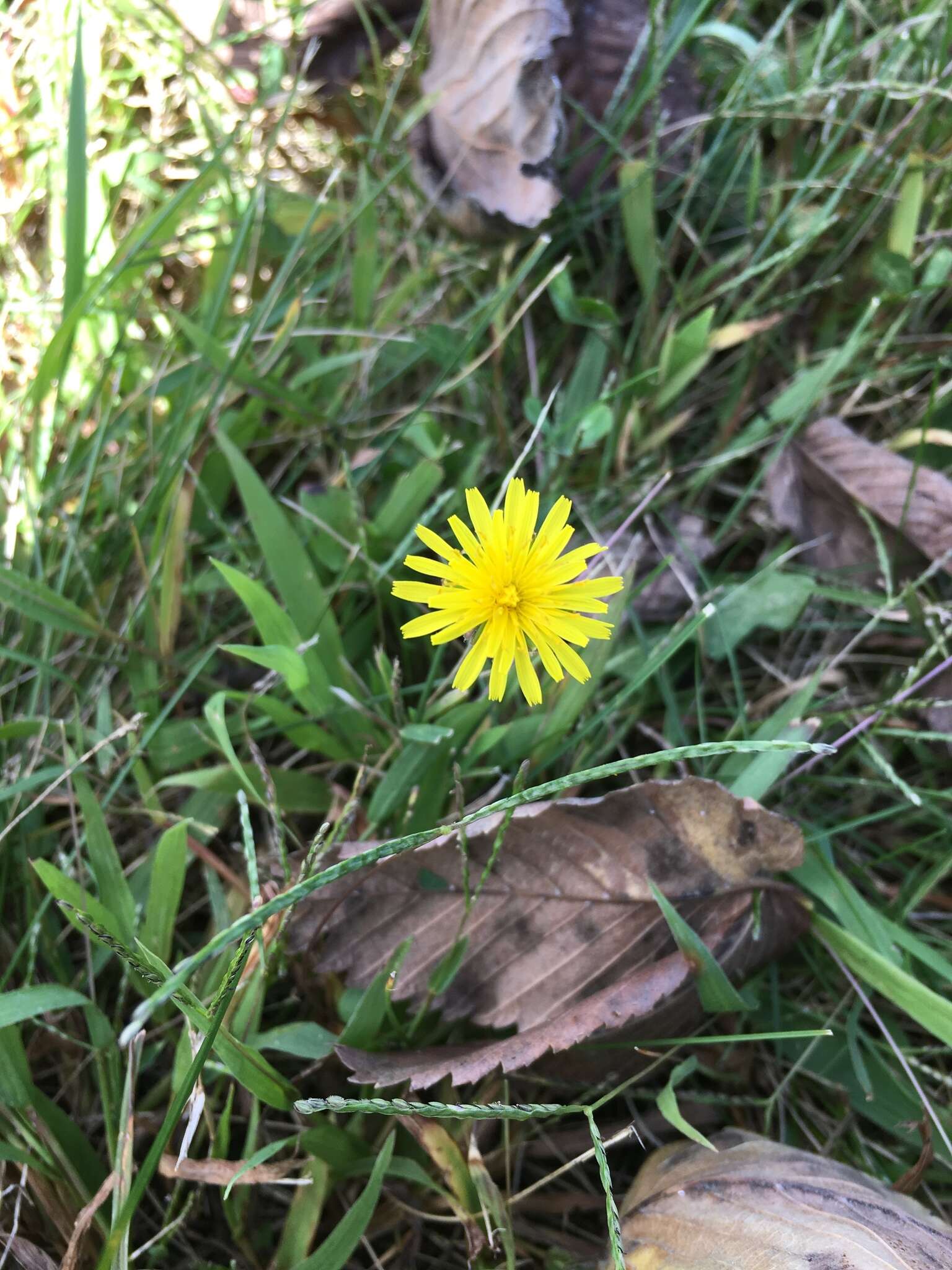 Imagem de Scorzoneroides autumnalis (L.) Moench