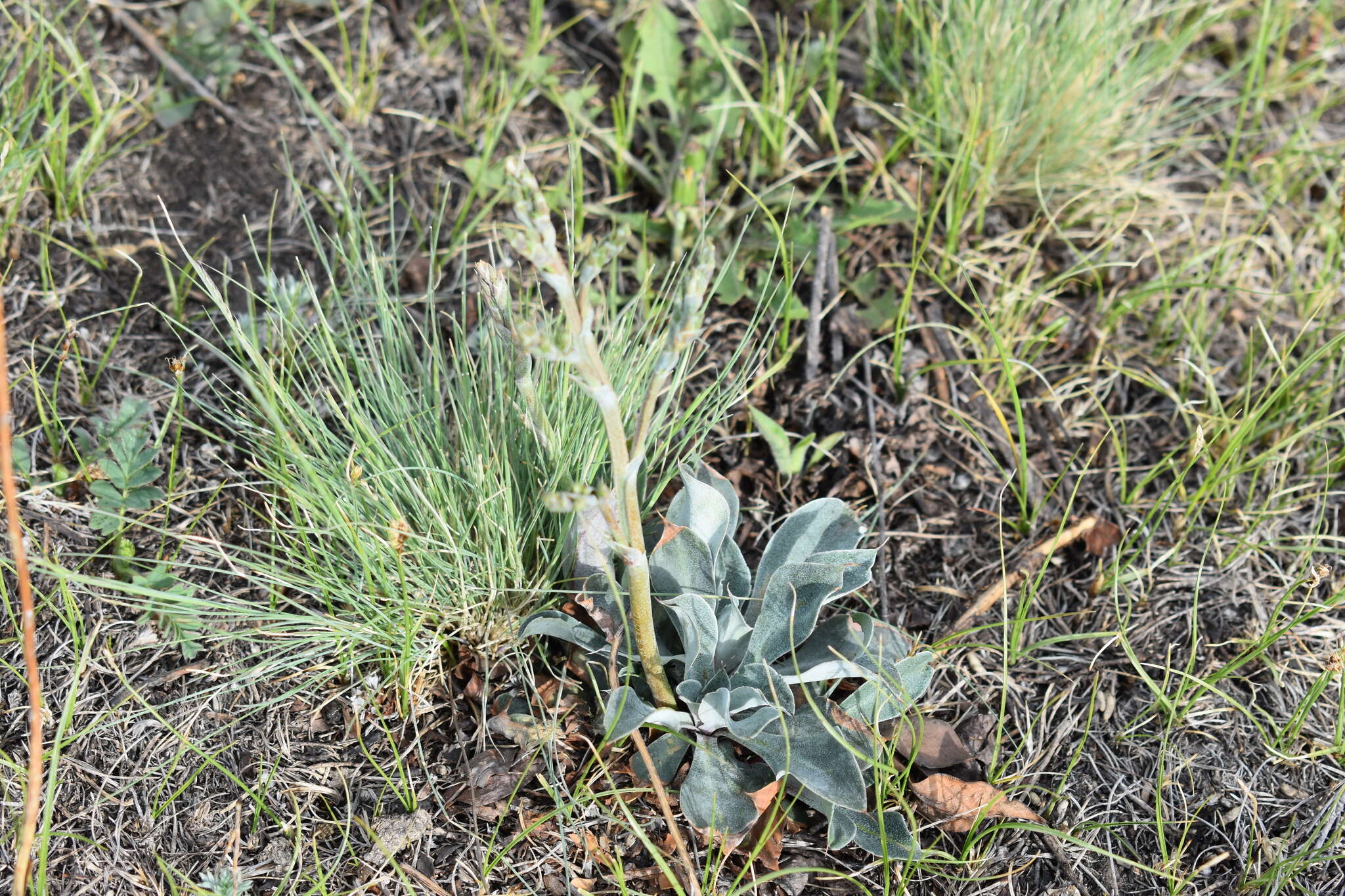 Image of Goniolimon speciosum (L.) Boiss.