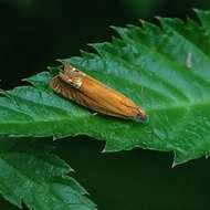 Image of Lathronympha