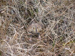 Image of Richardson's collared lemming