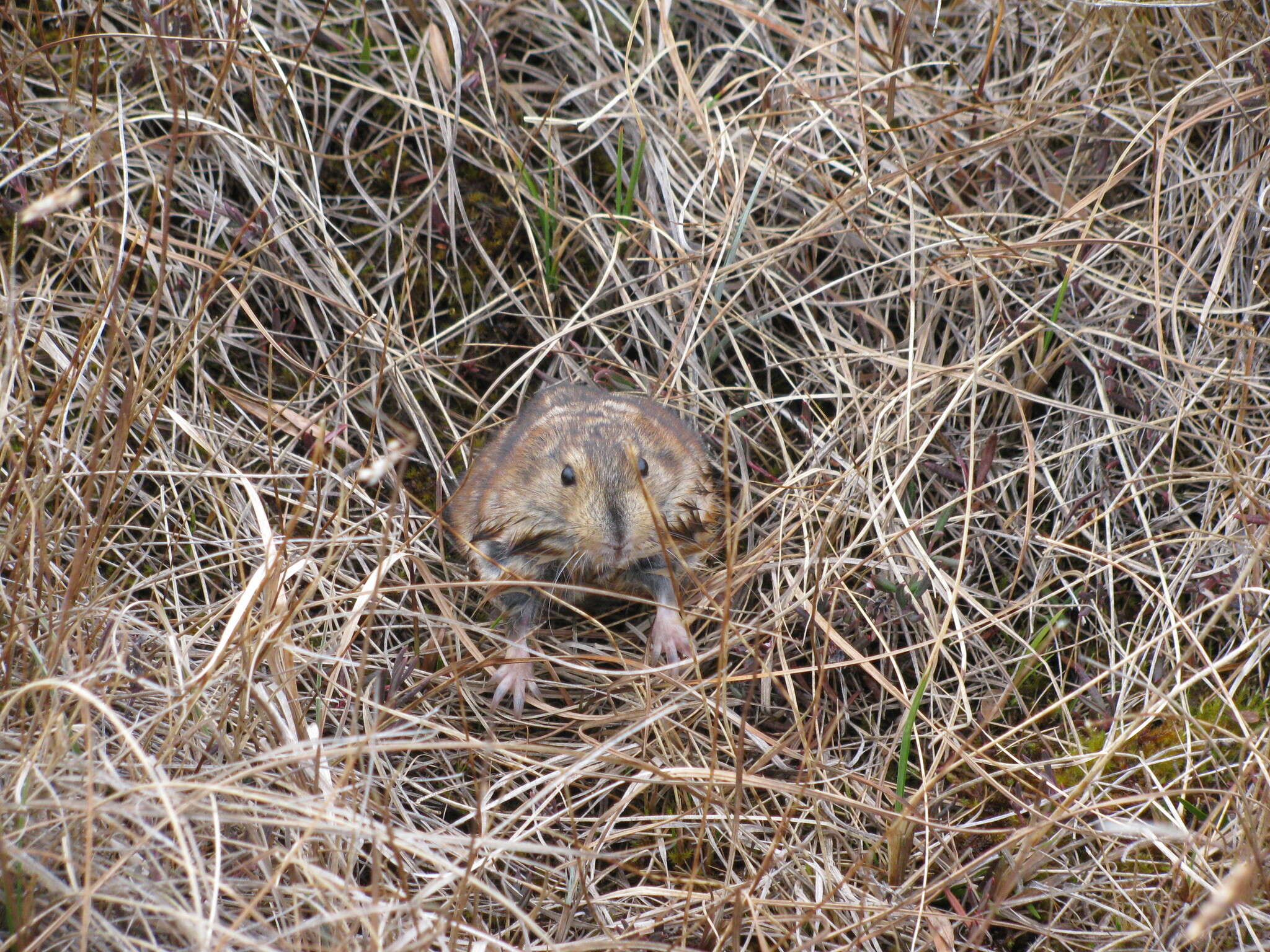 Image of Richardson's collared lemming