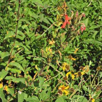 Image of royal catchfly