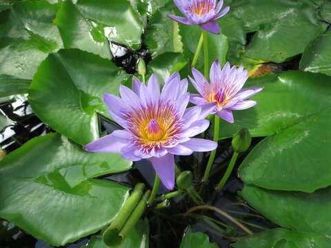 Image of Nymphaea nouchali var. zanzibariensis (Casp.) B. Verdcourt