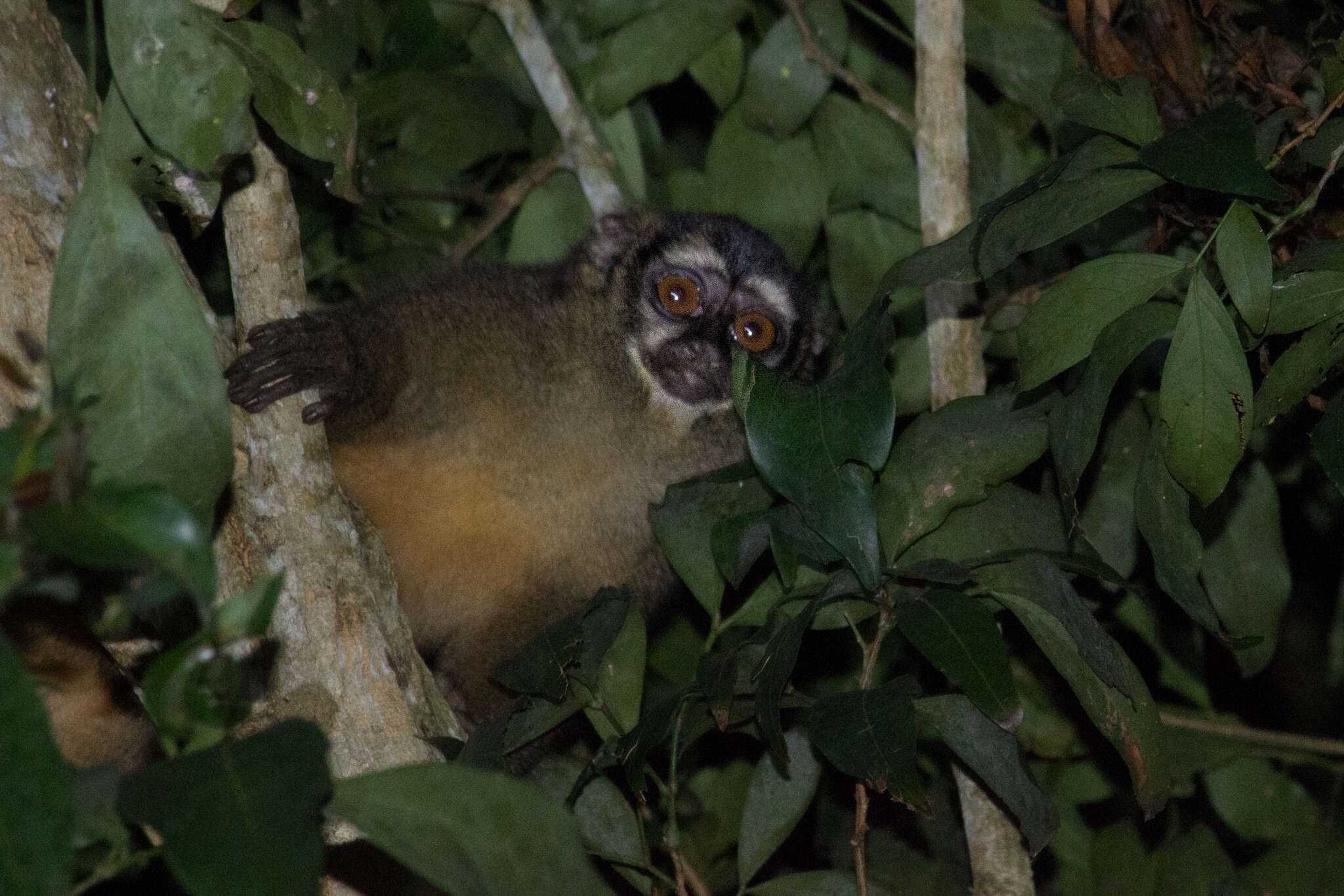 Image of Gray-handed Night Monkey