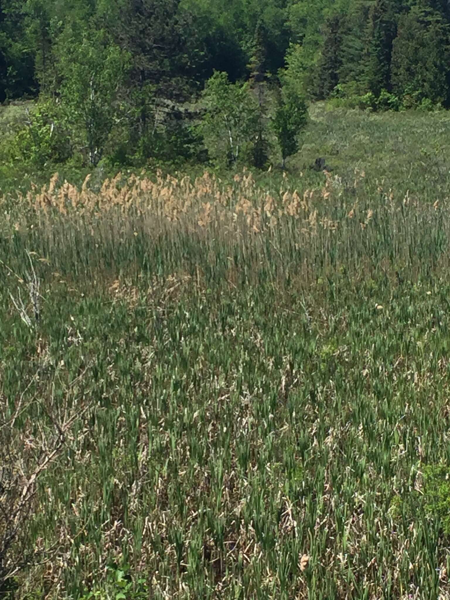 Image of Phragmites australis subsp. australis