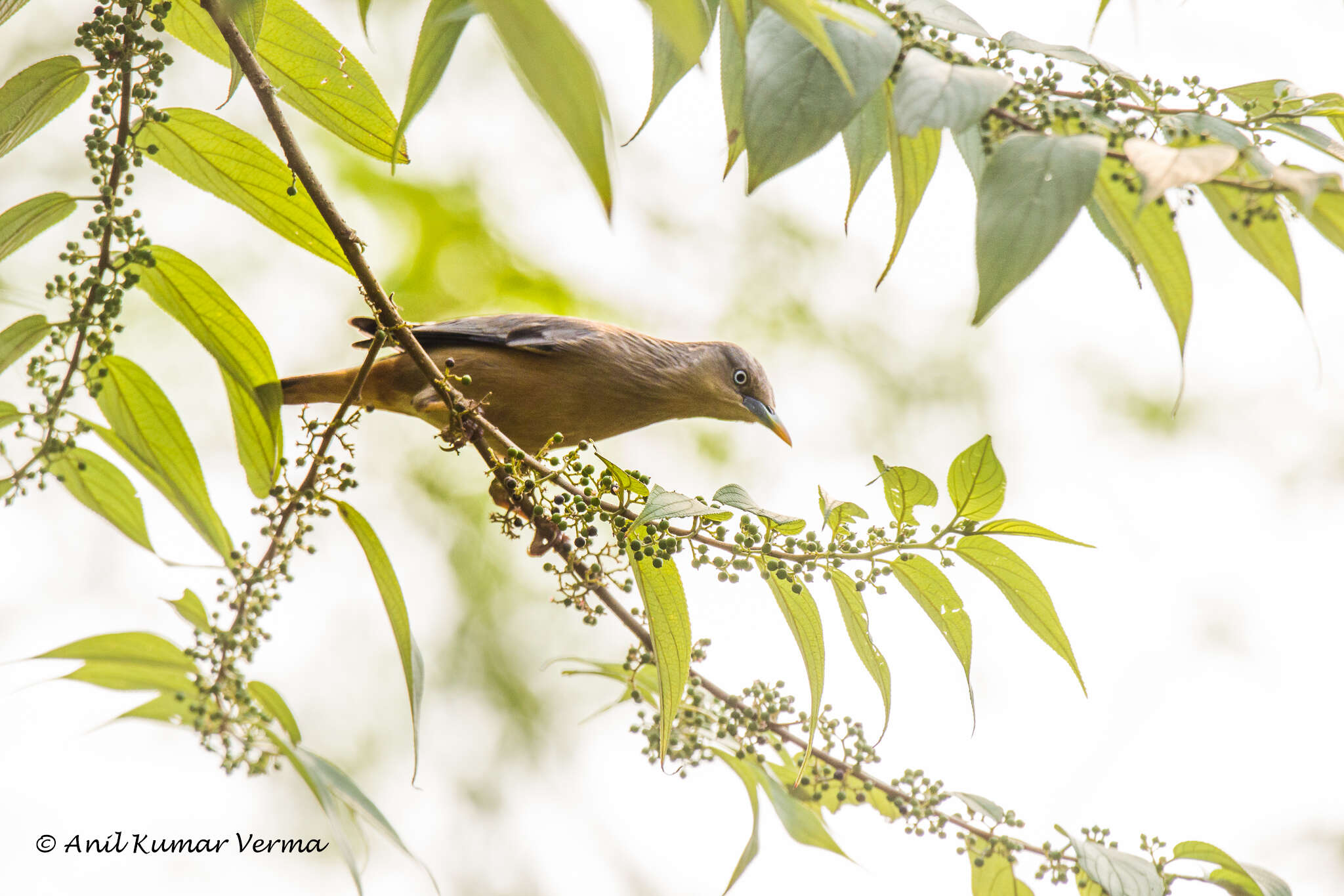 Image of Chestnut-tailed Starling