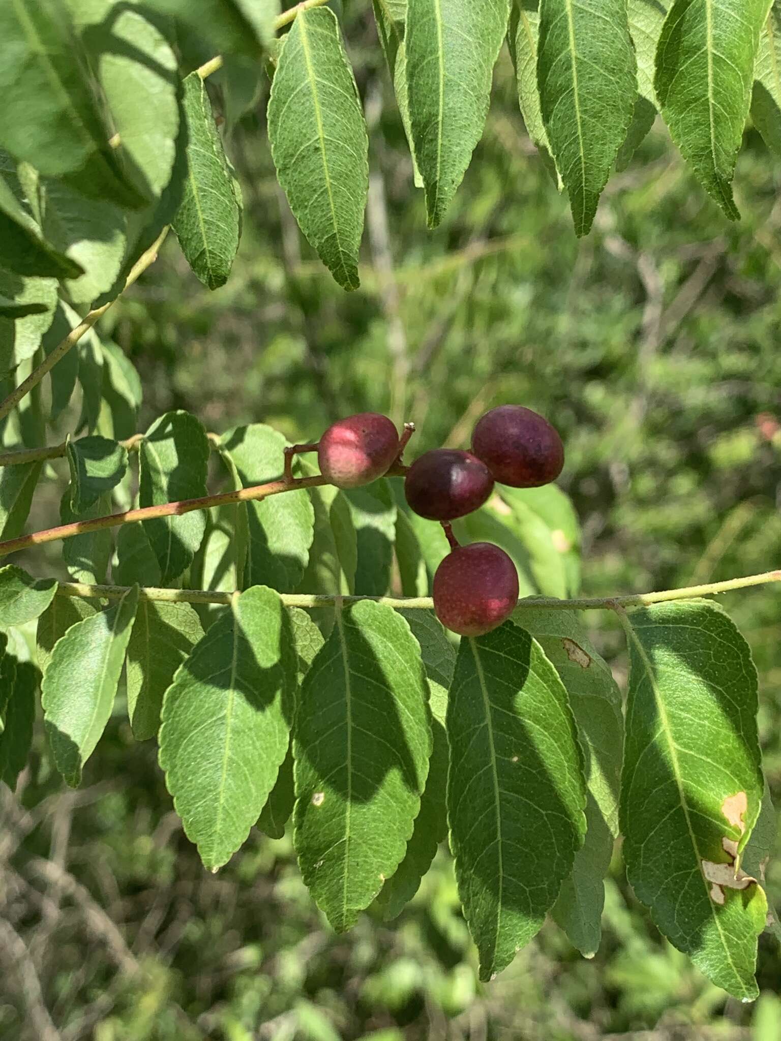 صورة <i>Clausena <i>anisata</i></i> var. anisata