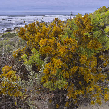 Imagem de Dufourea flammea (L. fil.) Ach.