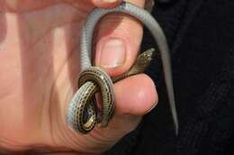 Image of Striped Legless Lizard