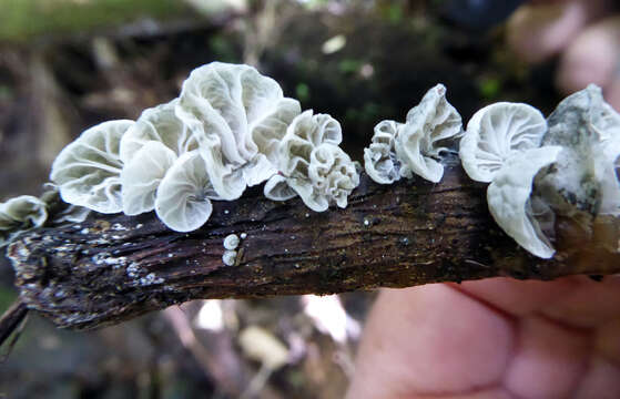 Image of Campanella tristis (G. Stev.) Segedin 1993