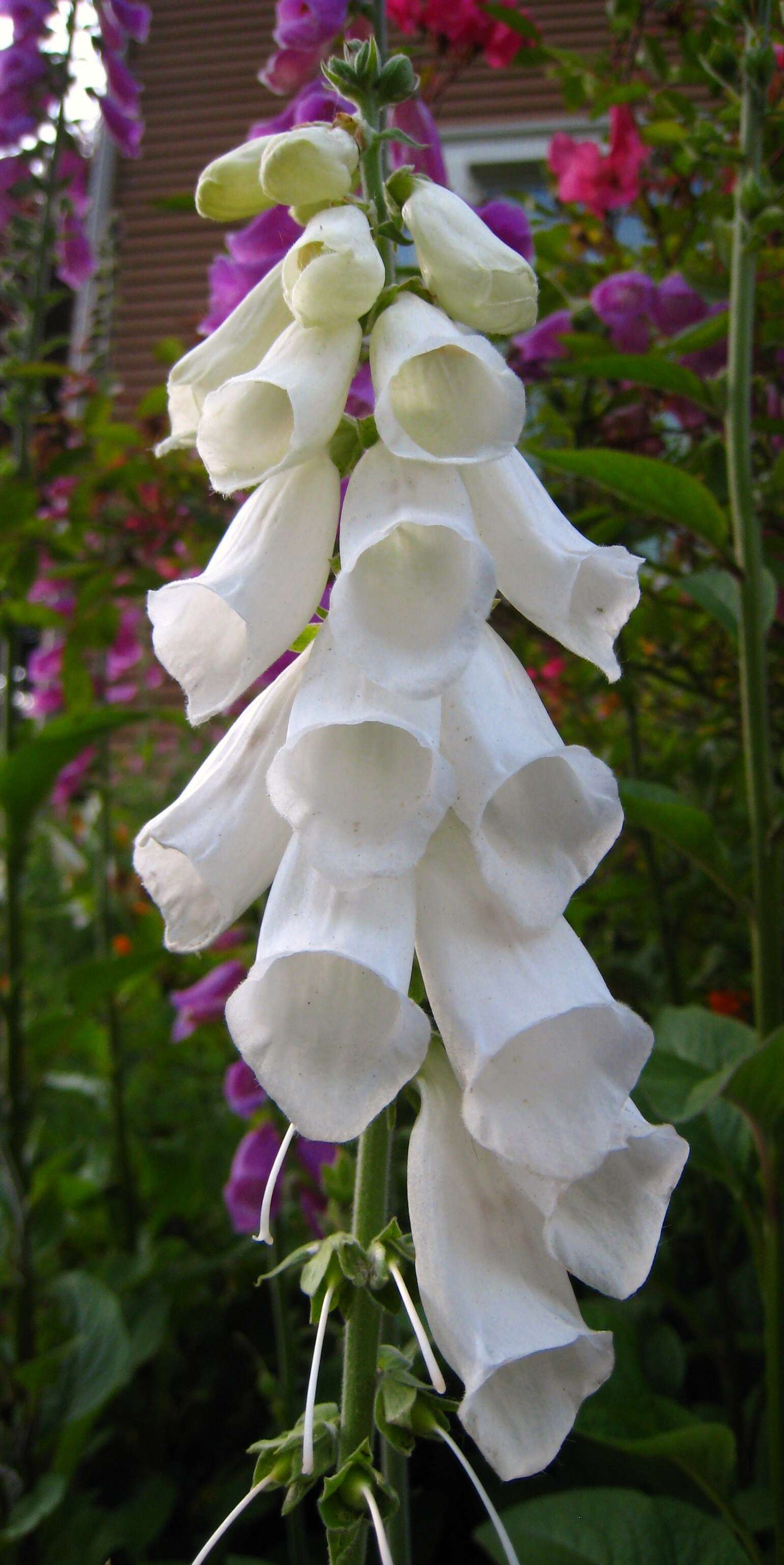 Imagem de Digitalis purpurea L.