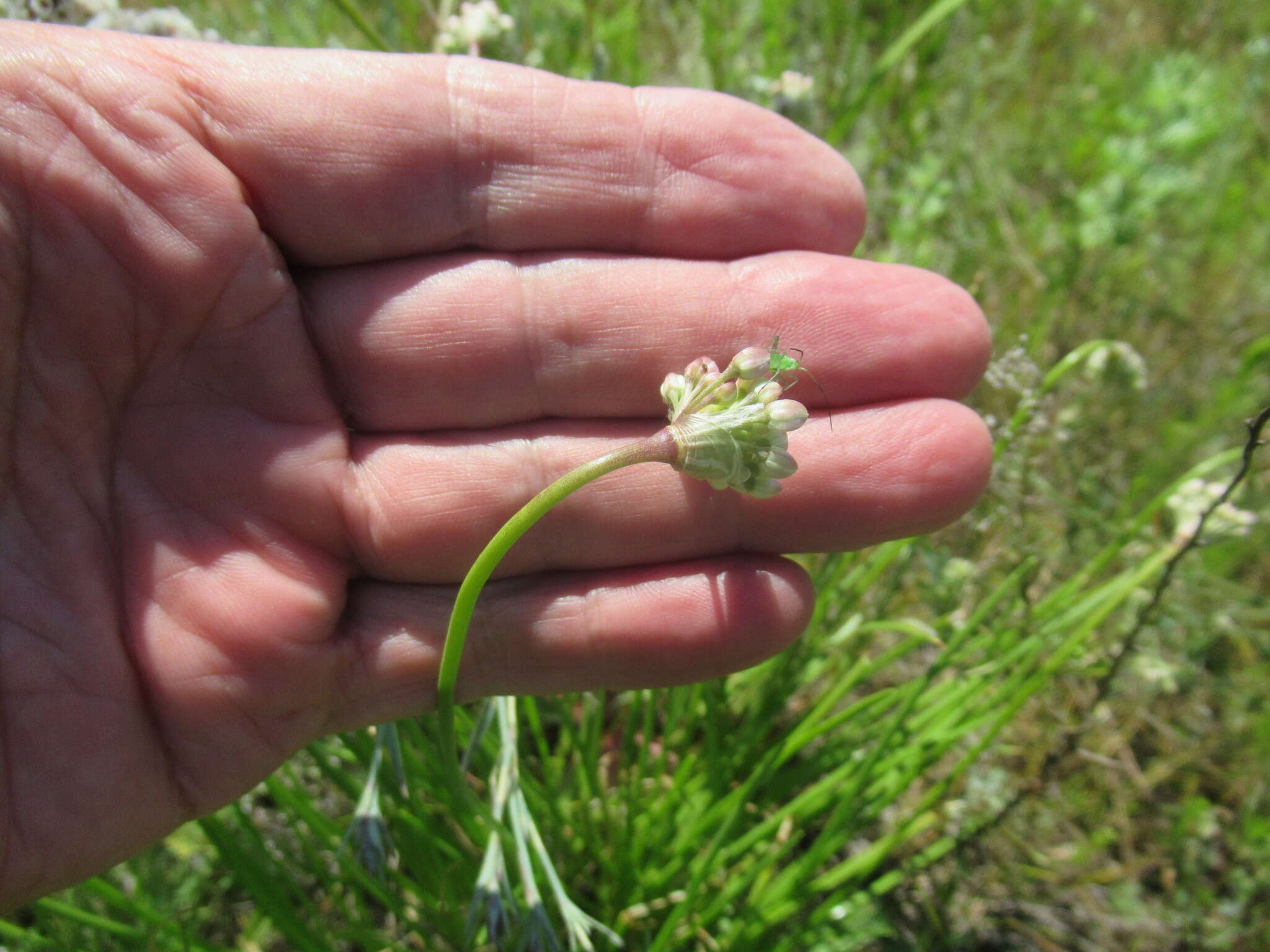 Image of Allium stellerianum Willd.