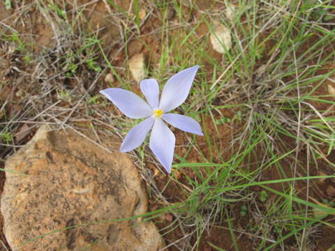 Image of Pringle's pleatleaf