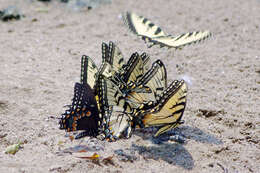 Image of Eastern Tiger Swallowtail