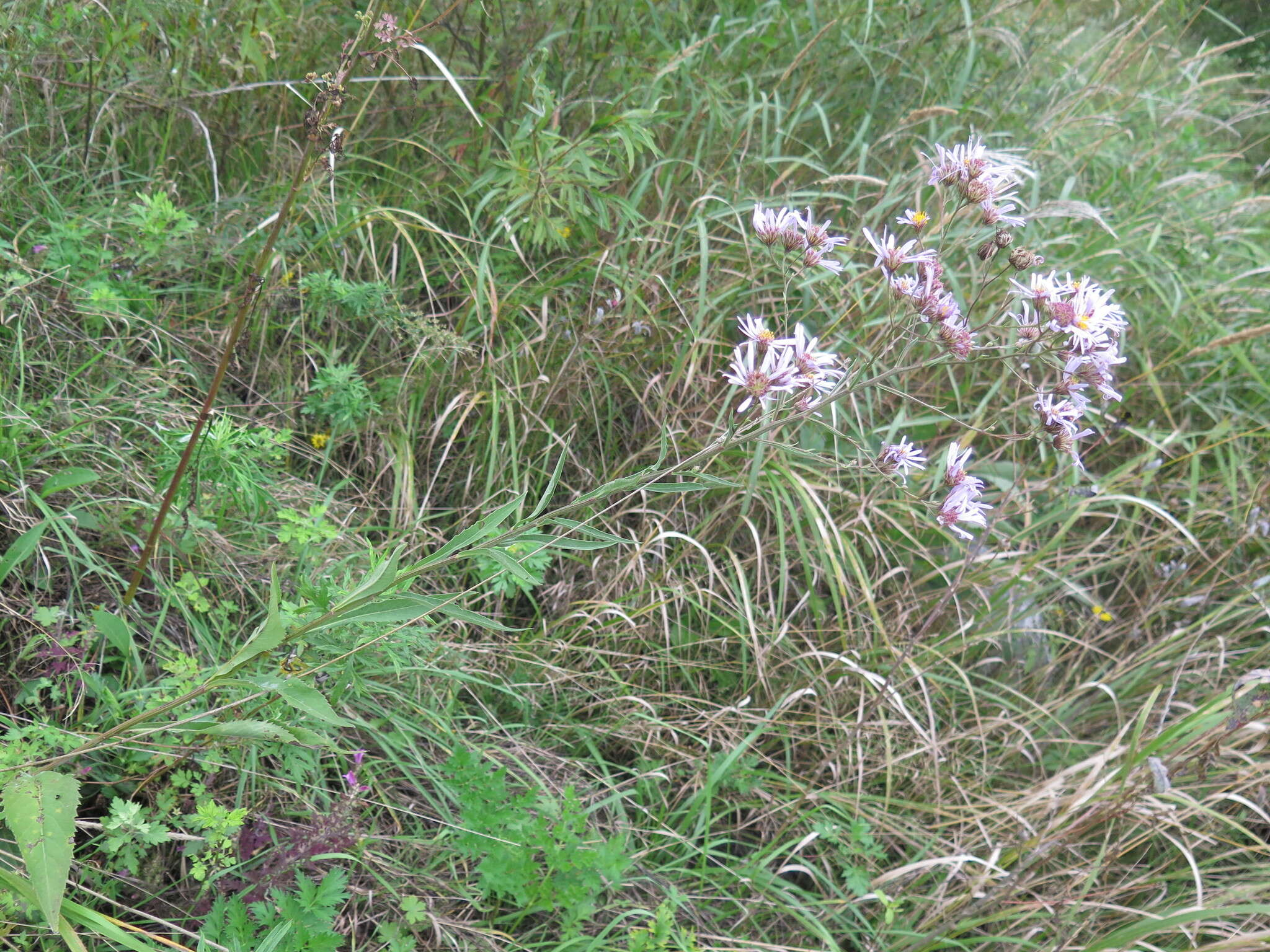 Image of Tatarian aster