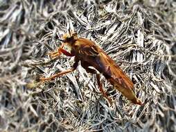 Image of Hornet robberfly