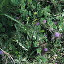 Image of Cirsium creticum subsp. triumfetti (Lacaita) Werner