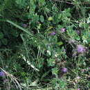 Plancia ëd Cirsium creticum subsp. triumfetti (Lacaita) Werner