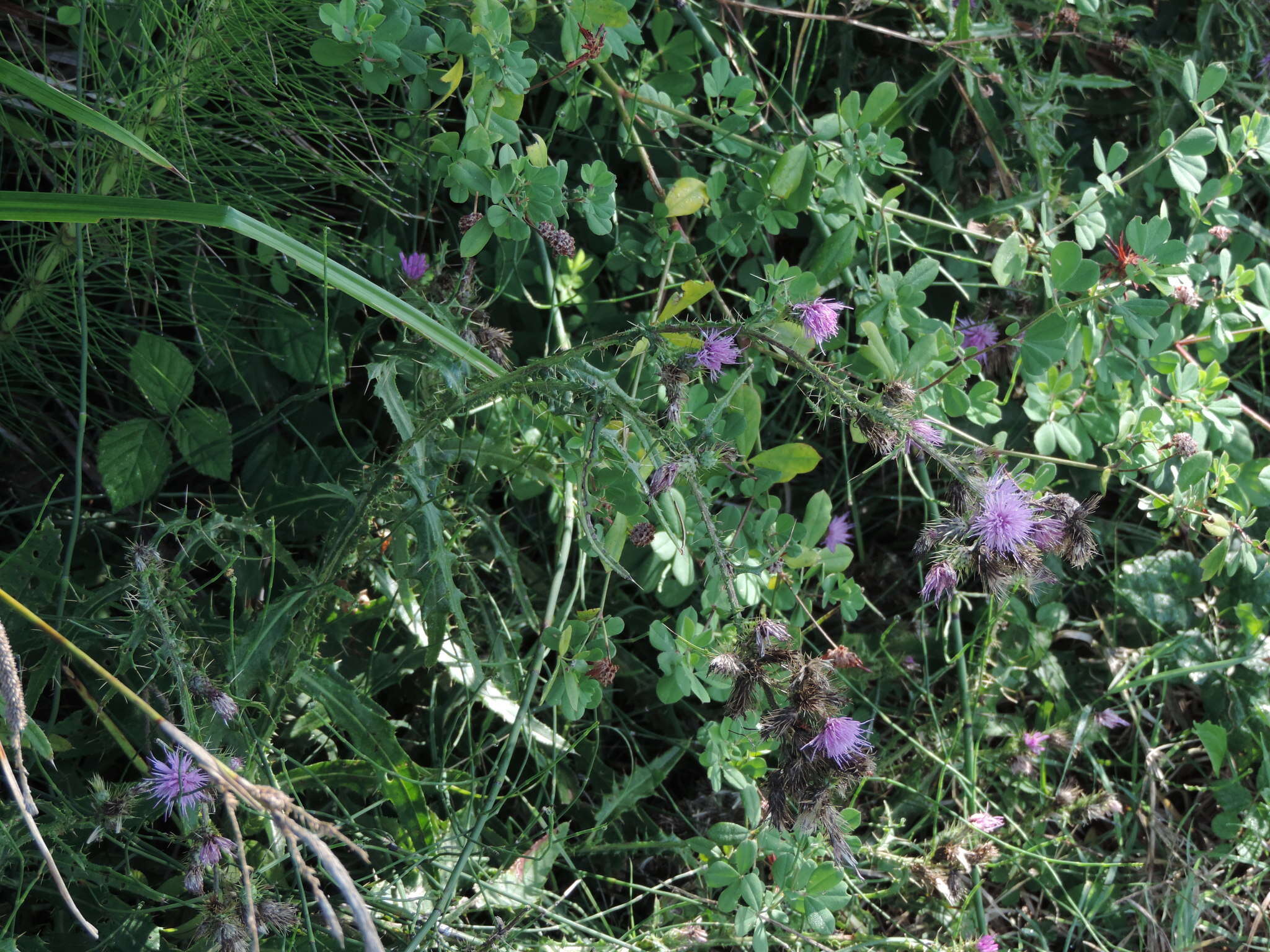 Plancia ëd Cirsium creticum subsp. triumfetti (Lacaita) Werner