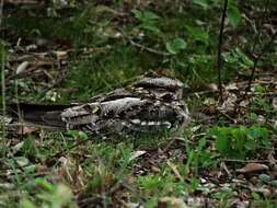 Image of Scissor-tailed Nightjar