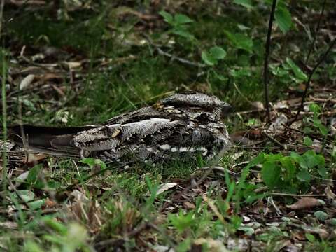 Image of Scissor-tailed Nightjar