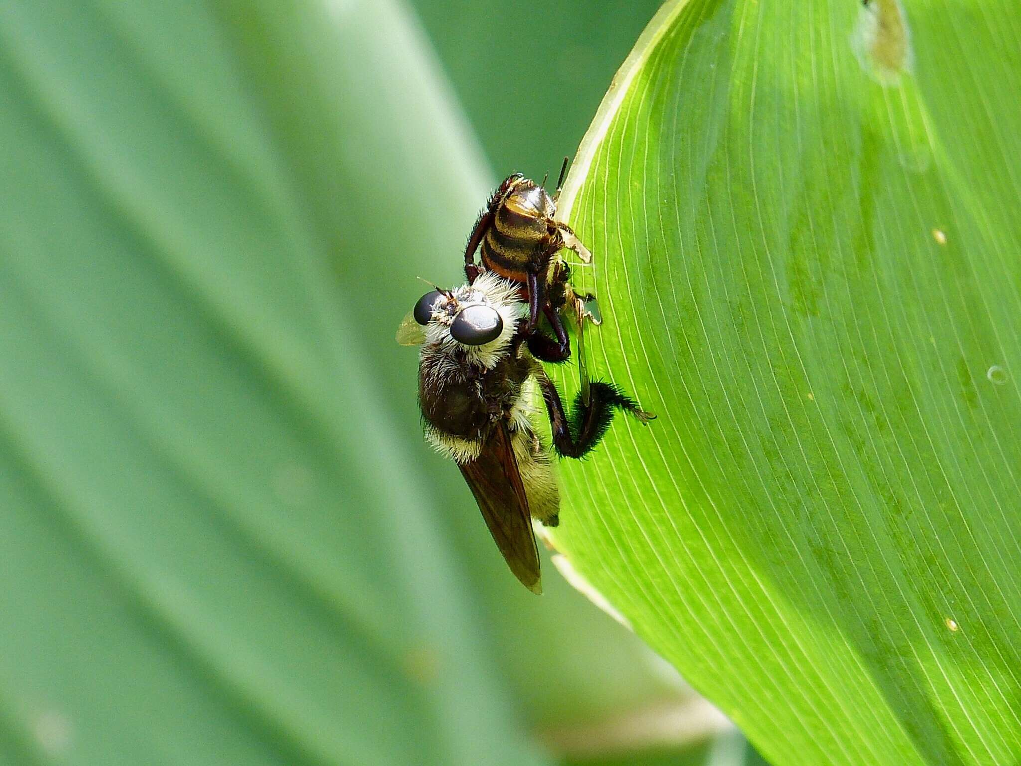 صورة Mallophora fautrix Osten Sacken 1887