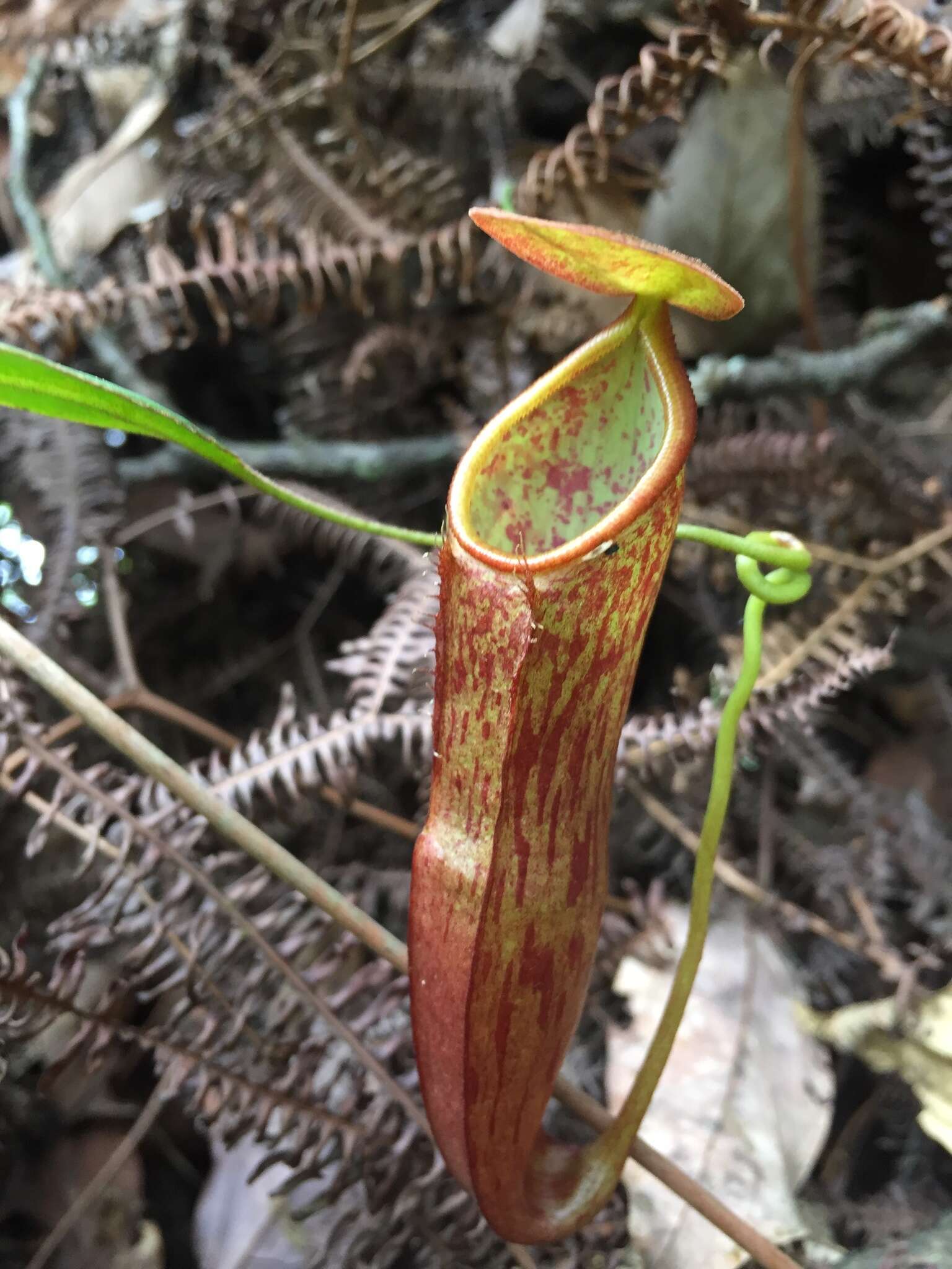 Image of Nepenthes gymnamphora Nees