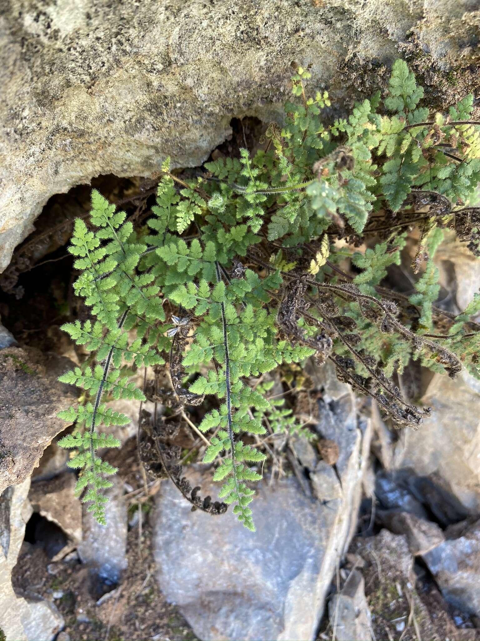 Sivun Myriopteris cooperae (D. C. Eat.) Grusz & Windham kuva