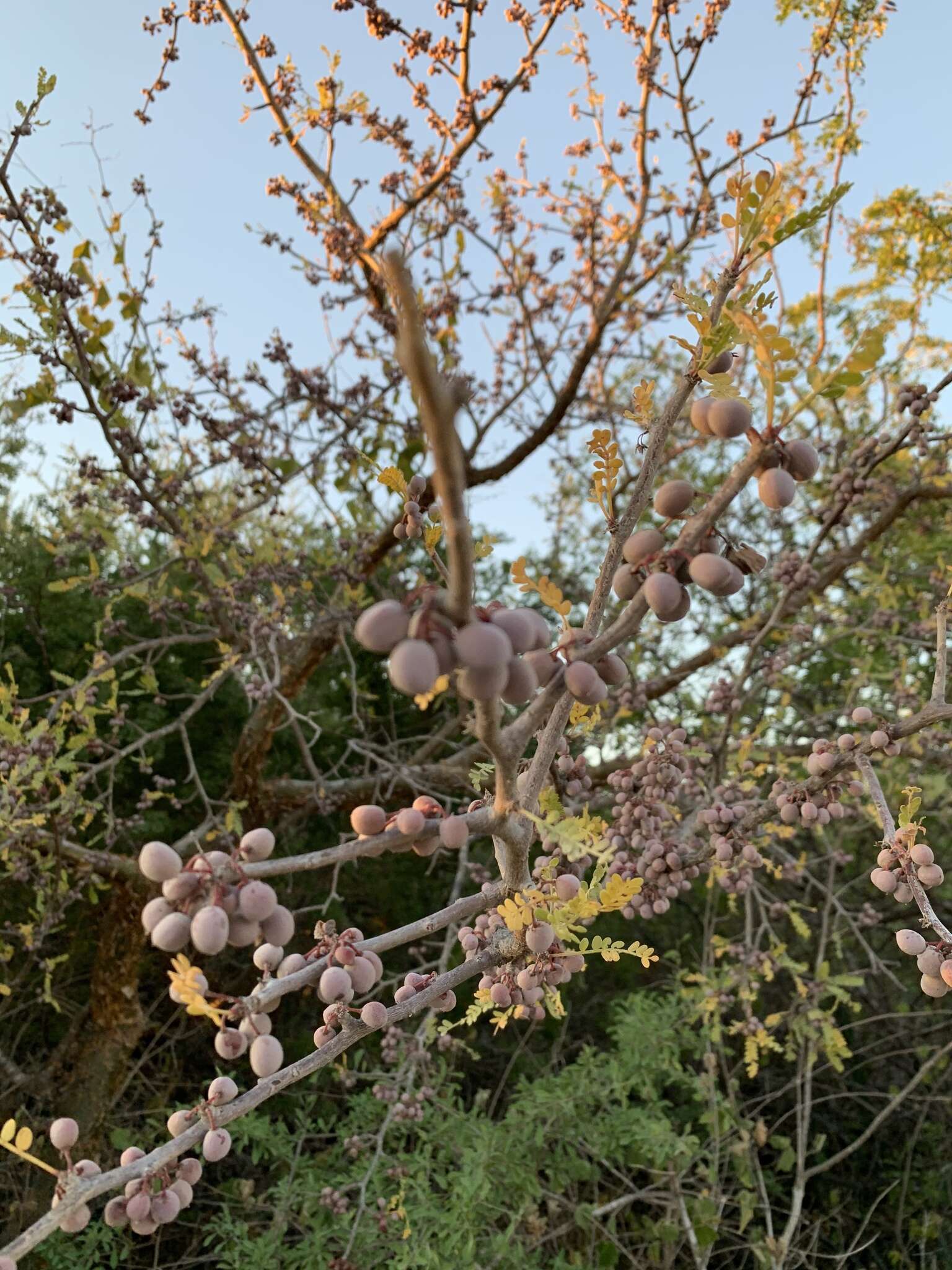 Image of Bursera exequielii León de la Luz