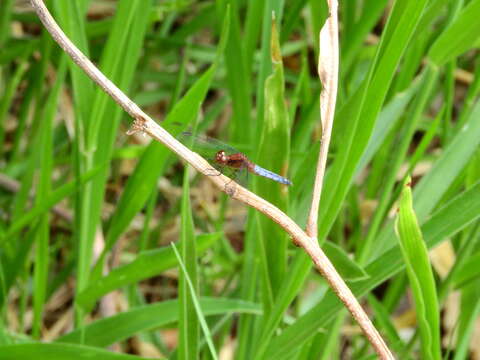 Sivun Erythrodiplax fusca (Rambur 1842) kuva