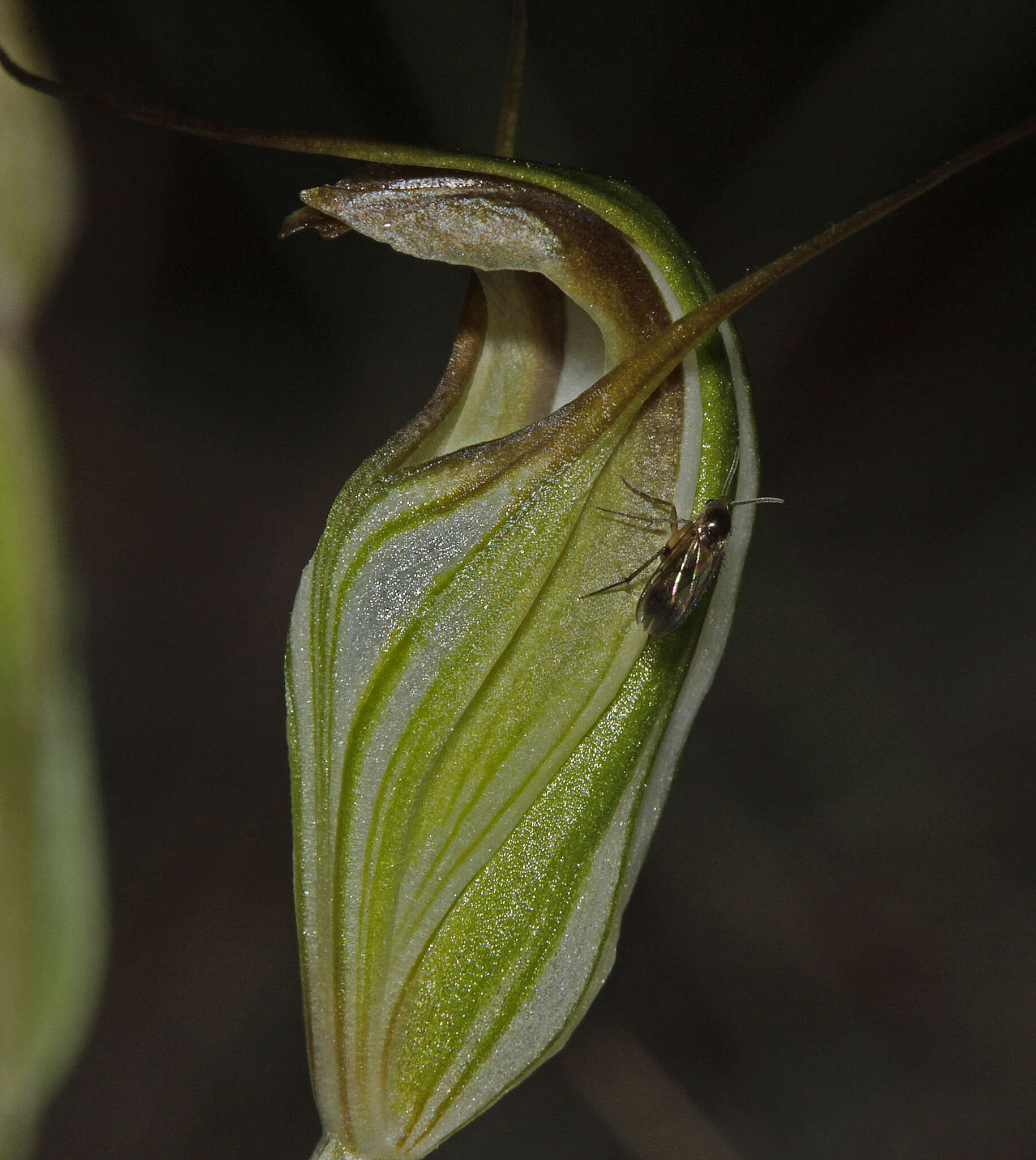 Image of Fisch's greenhood