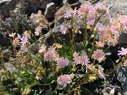 Lewisia cotyledon (S. Wats.) B. L. Rob. resmi