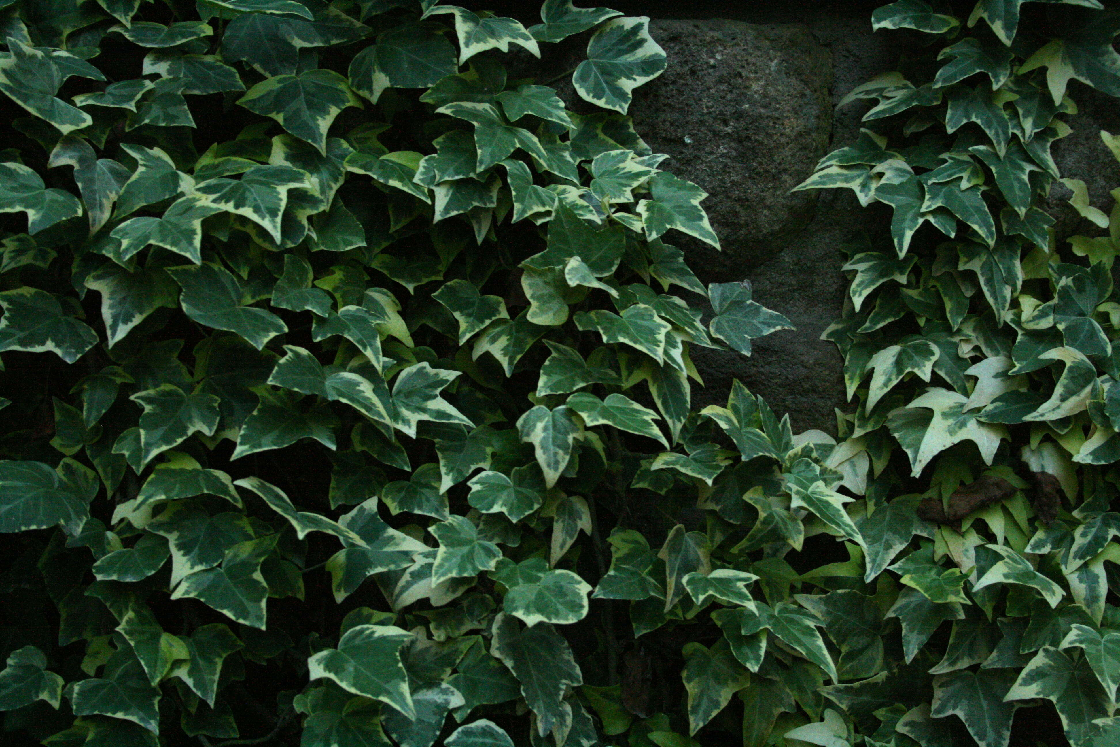 Image of English ivy