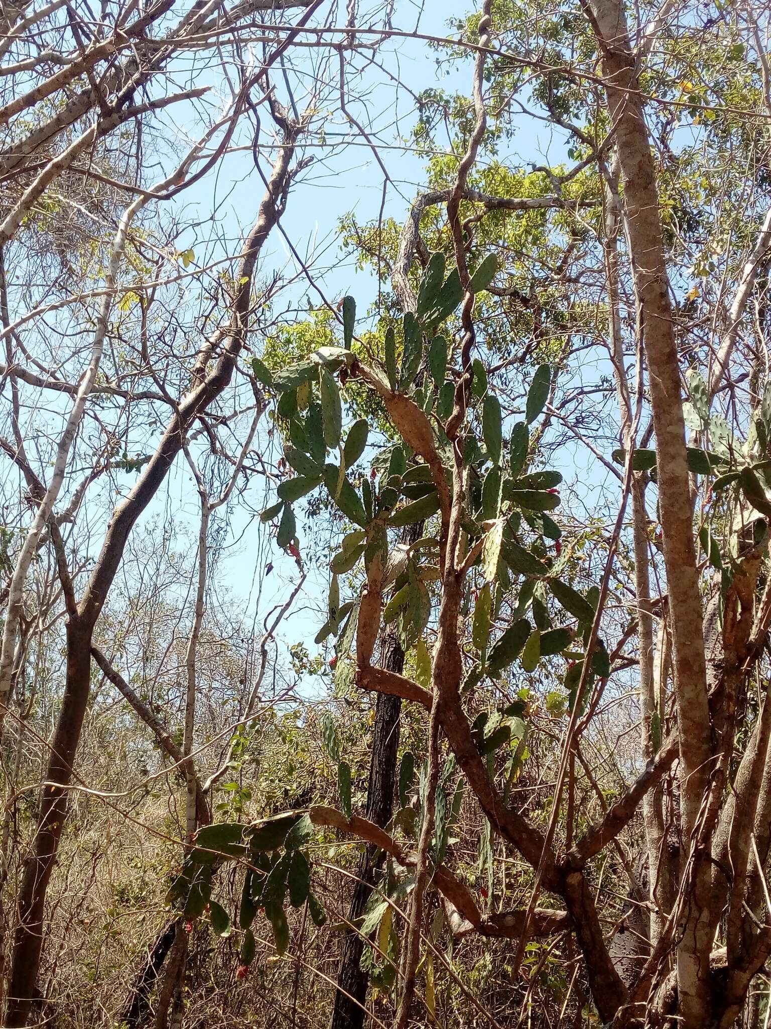 Sivun <i>Opuntia karwinskiana</i> kuva