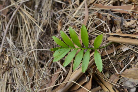 Image of Modjadji Cycad