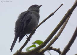 Image of Plumbeous Tyrant