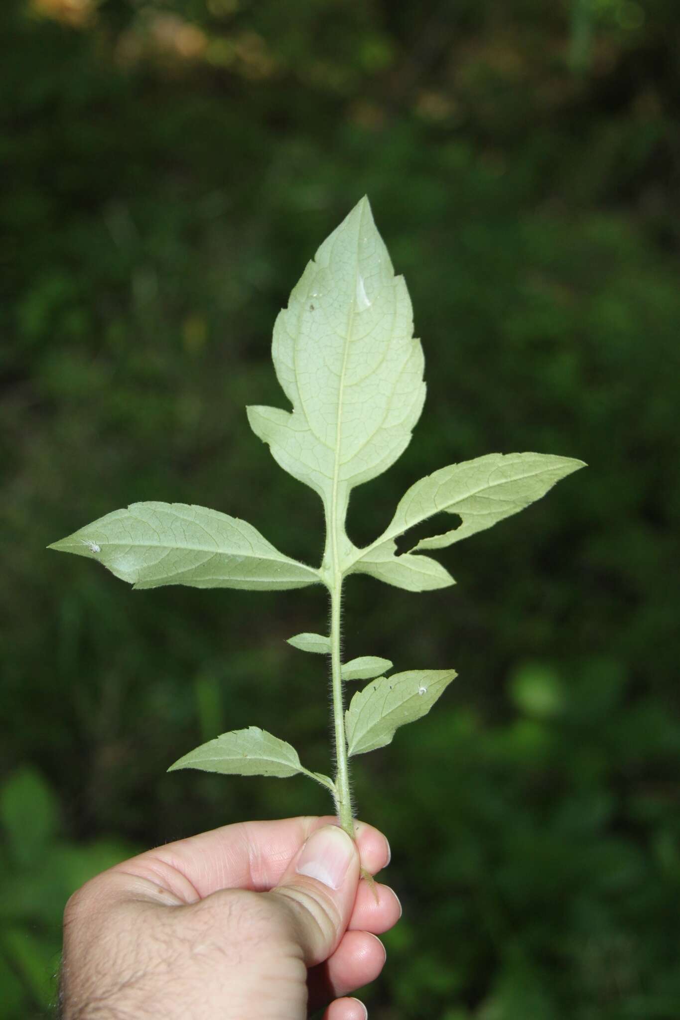 Image of browneyed Susan