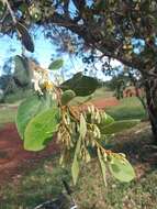 Image of Styrax ferrugineus Nees & Mart.