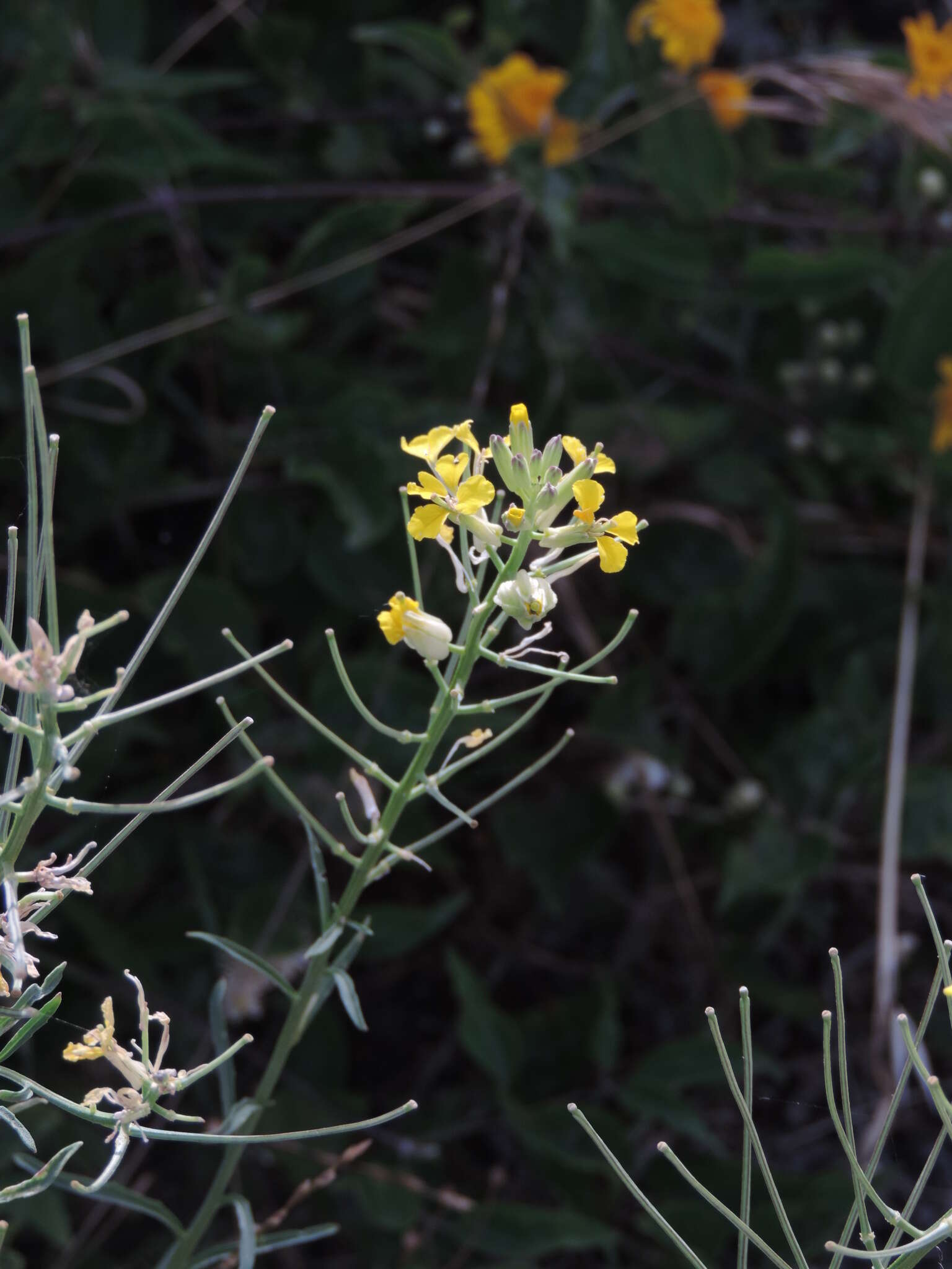 صورة Erysimum maremmanum