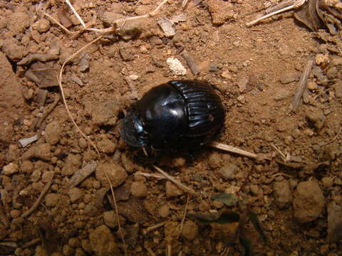 Image of Phanaeus (Phanaeus) eximius Bates 1887